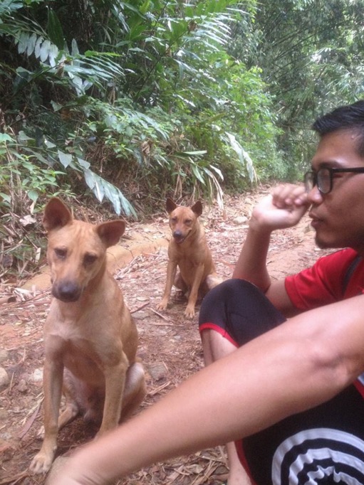 Misteri Dua Ekor Anjing Temani Pendaki di Gunung Nuang
