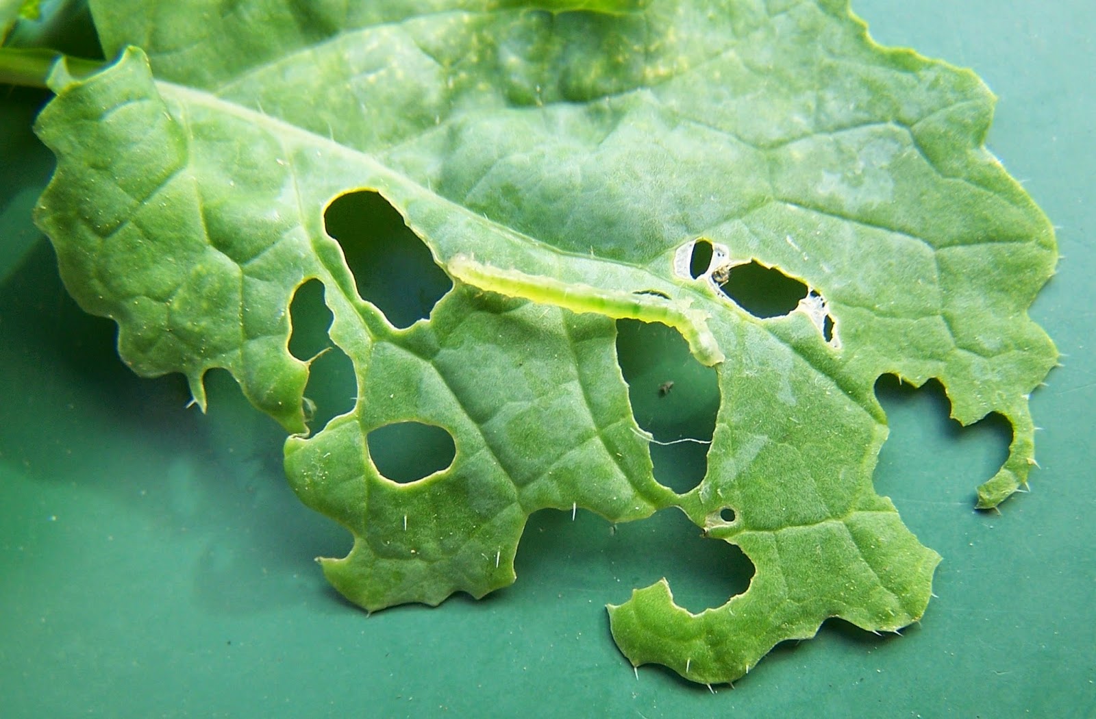 GUSANITOS VERDES (PLUSIA Autographa gamma) | Un Huerto En El Patio