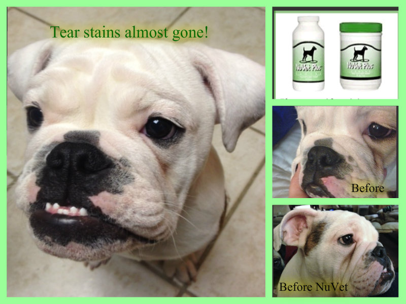 I love My Dog; Natural Pet Health, Remedy for tear stains