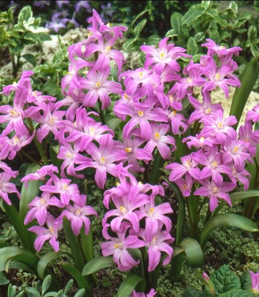 Gardening in Central Oregon Dig Now for Spring Bulbs