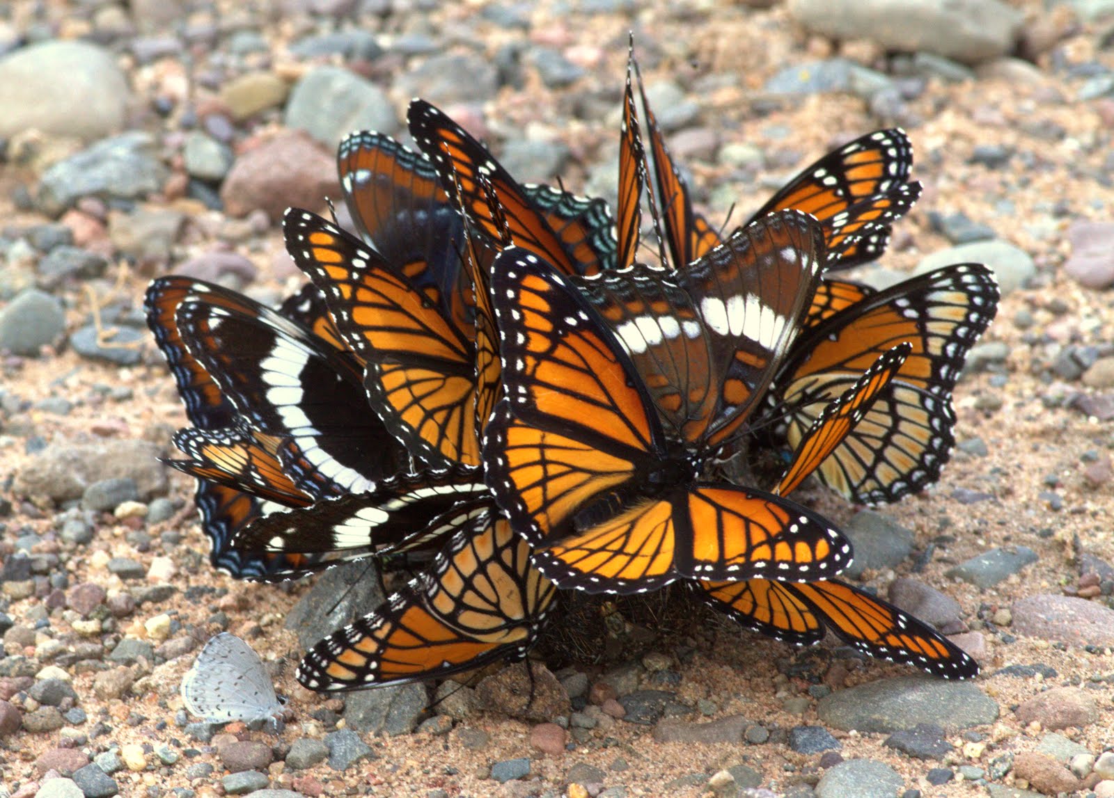 Butterflies Group 31