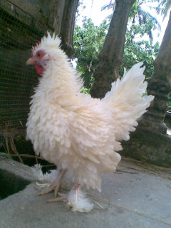Obrolan Seputar Ayam dan Burung Kicau Keunikan dari ayam 
