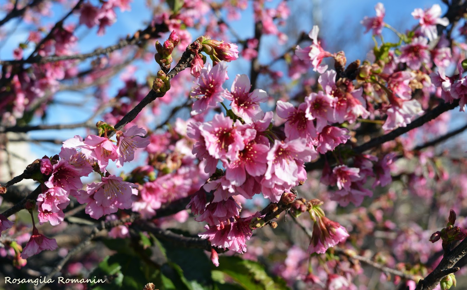 Olhares de Indaiatuba 2 Praça as Cerejeiras, Indaiatuba SP