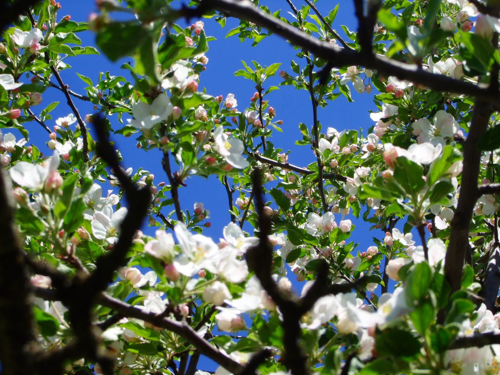 My Delicious Autumn Apple Blossoms