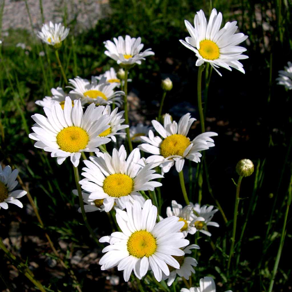 Leucanthemum vulgare «margarita mayor» Id Plantae