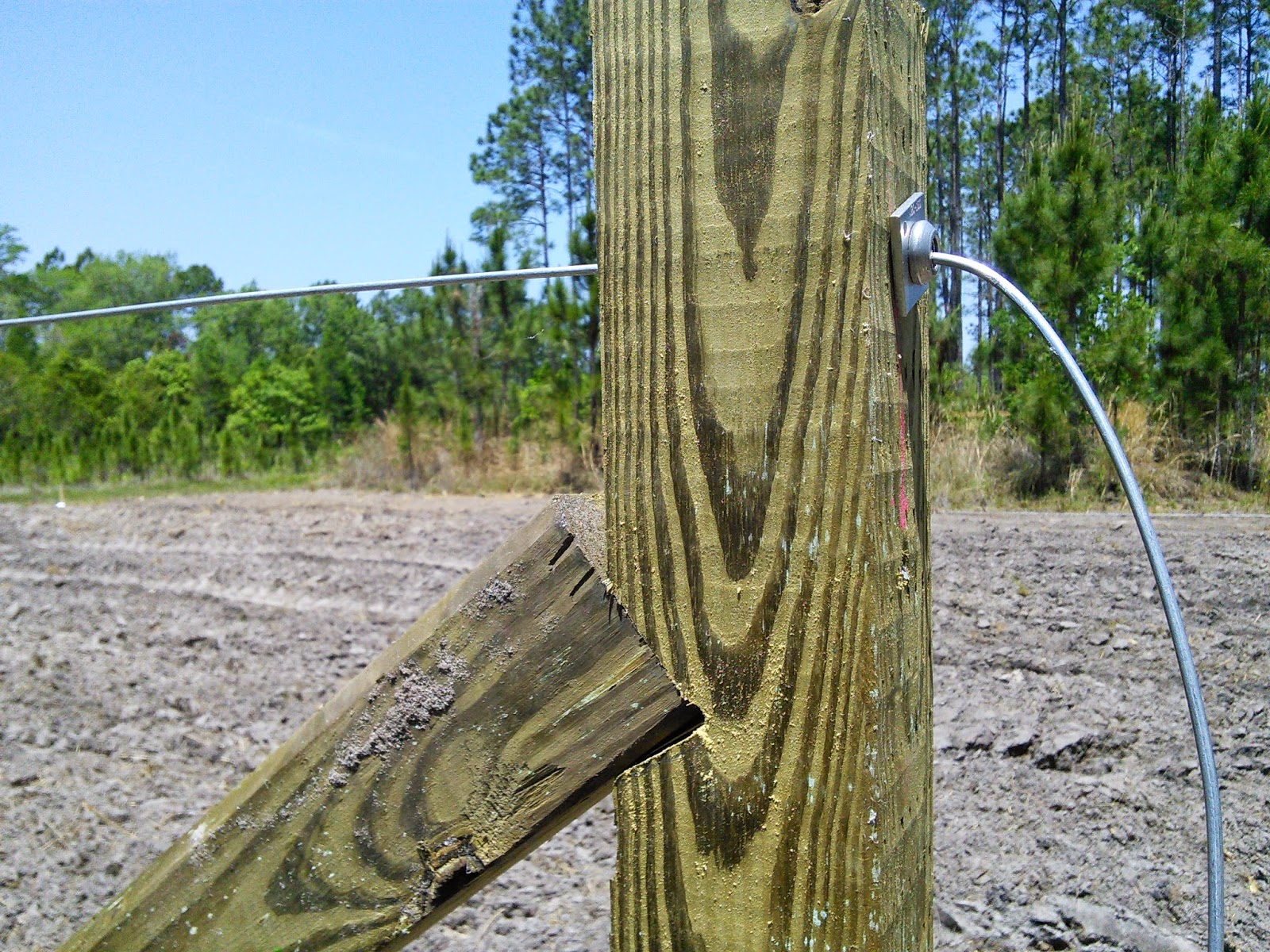 FLORIDA HOBBY FARM Muscadine Trellis