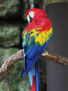 Macaw Duplicate; Mode Dodge; Opacity 50%