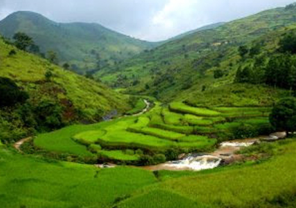 Araku coffee picture
