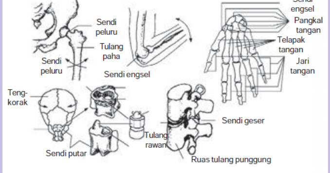 Macam Macam Sendi Dan Gambarnya Materi Ajar Sd Smp Sma