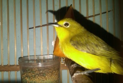 Suara Burung Pleci Betina Untuk Memikat Jantan Burung Jepara Update