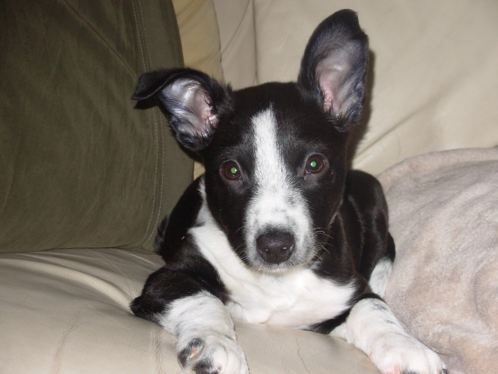 Pitbull Mix Dog Training Home Dog Types