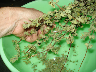 Packaging dried herbs