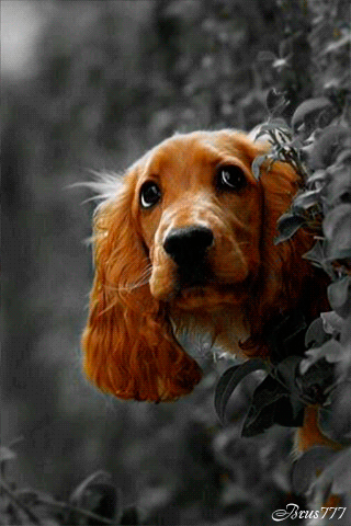 DOG GIF IMAGE | Unseen Pictures 4 You