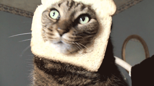 chattoast.gif chattoast.gif