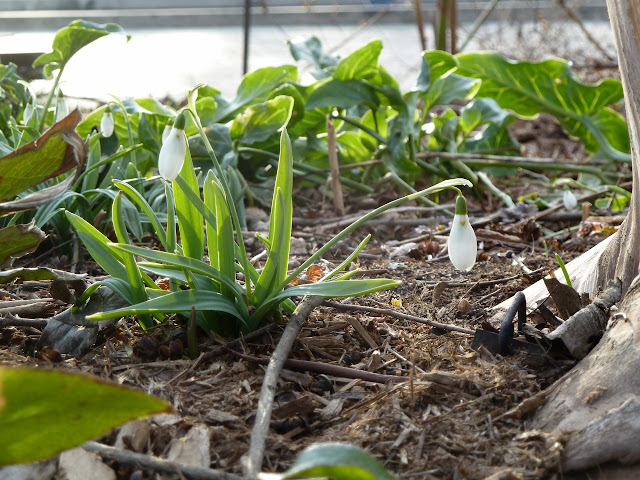 Snowdrops blooming, Brooklyn Botanic Perennial border