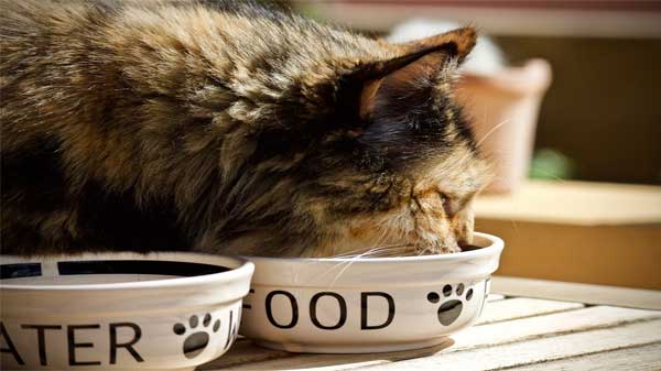 foods you should never feed your cat