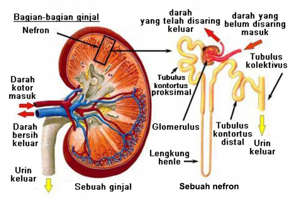100 Gambar Tempat Ginjal Manusia Terlihat Keren 100 Gambar Tempat Ginjal Manusia Terlihat Keren