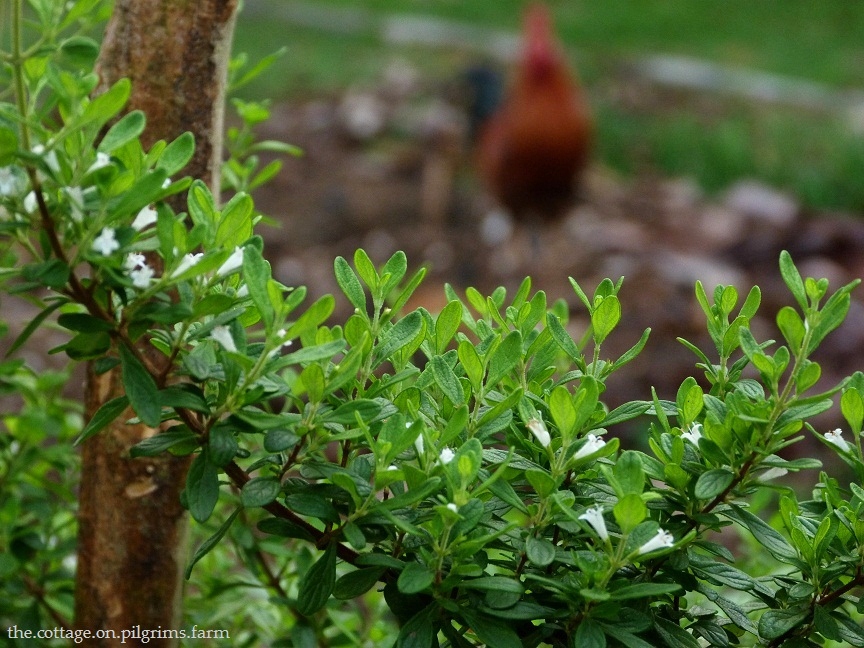 Cottage Life on Pilgrim's Farm Jamaican Mint Tree Updated...