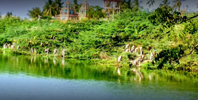 Uppalapadu Bird Sanctuary, Guntur