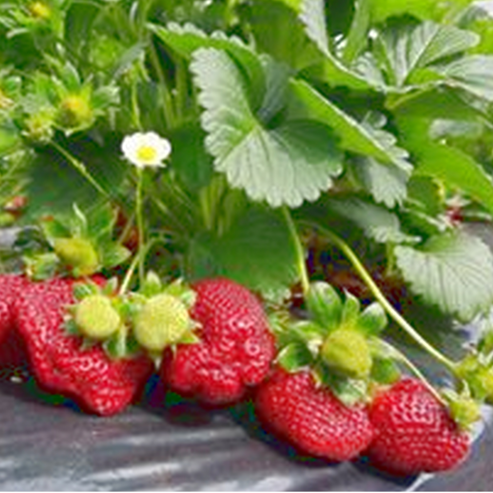 FOOD PRESERVING CHRISTMAS JAM