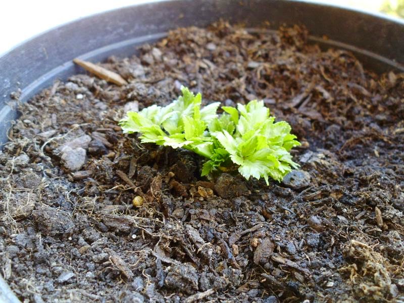 Celery regrow from base