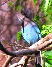 A Young Steller's Jay