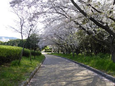 春爛漫・寝屋川公園の桜・お花見ウォーキング