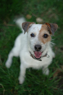 Jack Russell Terrier dog breed information
