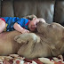 Όταν ένας άγριος σκύλος αγκαλιάζει ένα μωρό...