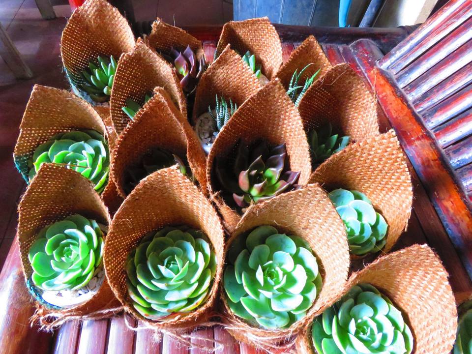 Succulents Cebu and Cactus Collection Cassiel's Succulent World