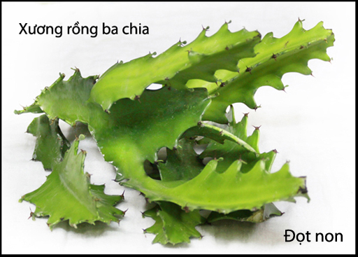 [Image: 2014102193324274-CHUADAUNHUCDOGAICOTSONG...g3chia.jpg]