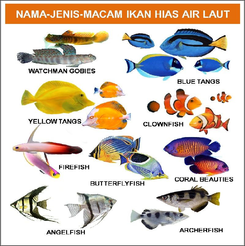 Cara Memelihara Ikan  yang Baik dan Benar