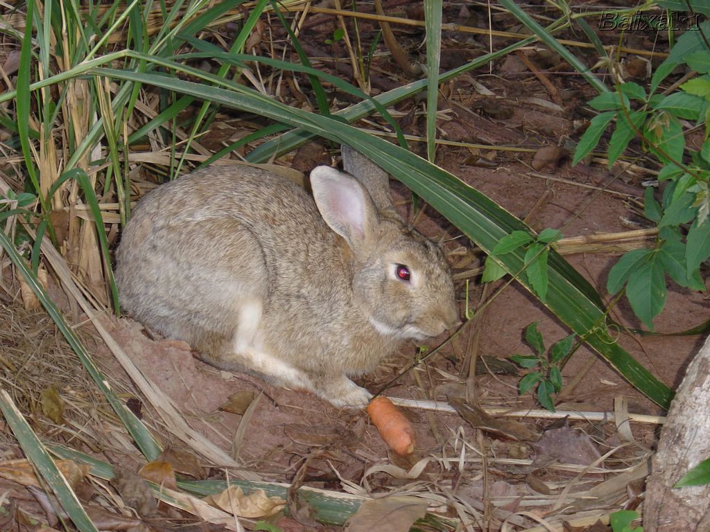 Diferenças entre coelhos e lebres