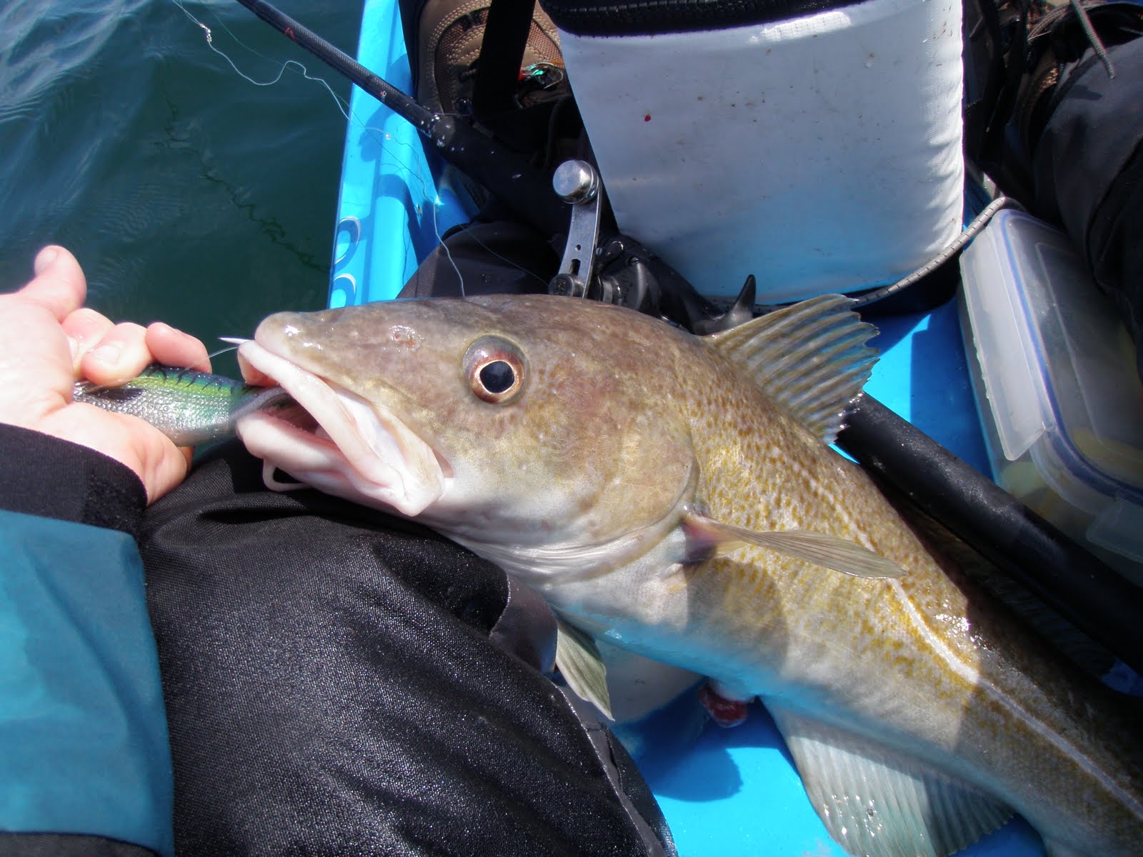 Sea kayak fishing Weedless jigging rig for cod and pollack