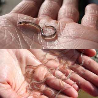 Cara Budidaya Ikan Sidat Dengan Keuntungan Berlipat permintaan akan ikan sidat sangat besar sekali hingga mencapai minimal 500 ton per tahunya dan mengingat pendapatan sidat yang menggiurkan maka dari itu saya berikan cara budidaya ikan sidat dengan hasil menguntungkan