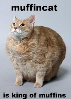 Cat Memes Photos Cat Memes Photos