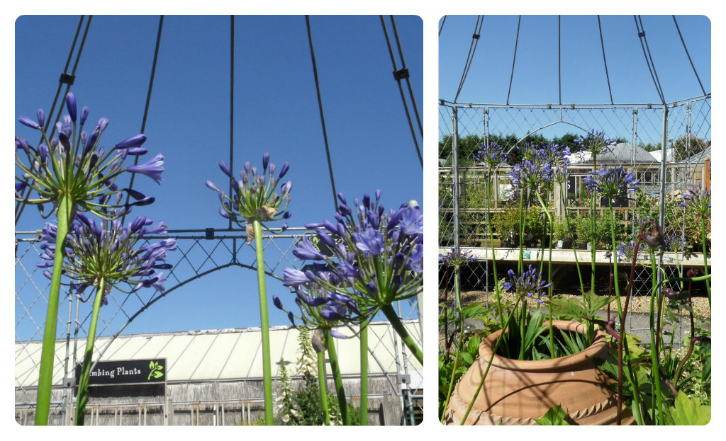 Chez Maximka Burford garden centre