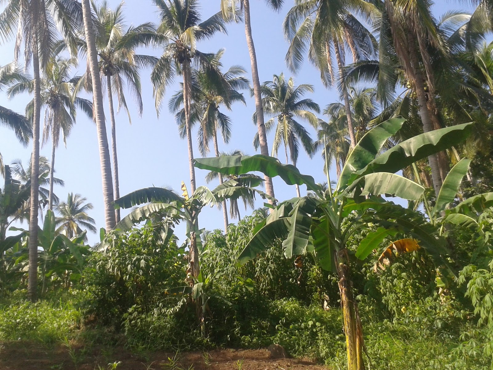 Lot For Sale Balingasag Misamis Oriental, Philippines Life Trend