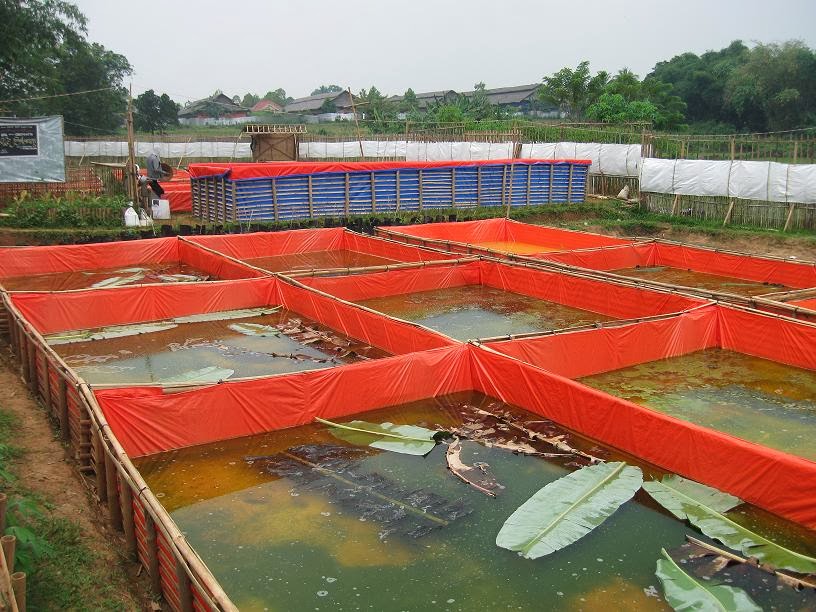 Budidaya Ikan Gurame di Kolam Terpal dan Beton