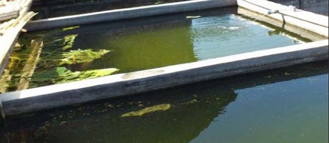 Ternak Lele Kolam Beton untuk Pemula dengan Pakan Alami