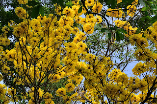 yellow tree flowers in Puriscal