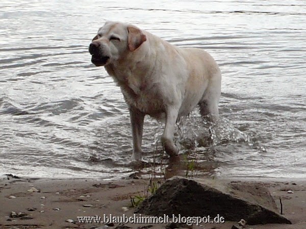 Blaubehimmelt 15.09.14 BlumenkohlCurryCrunch und nasser Hund