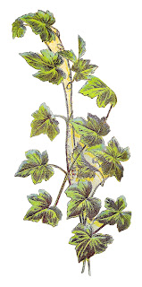 https://3.bp.blogspot.com/-EwTxW5OvVOw/Wclag98mvBI/AAAAAAAAhHk/twpH7r8o9ysv3_hFKnZMqLLI0ukd9D4-wCLcBGAs/s320/grape-vine-botanical-plant-art-image-illustration.jpg