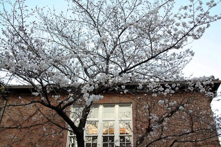 我が母校の桜の開花
