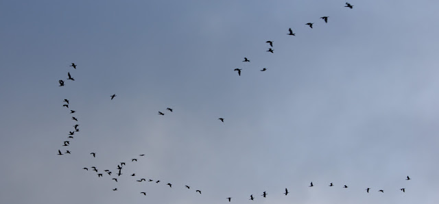 Ruta ornitológica en el embalse del Guadalmellato