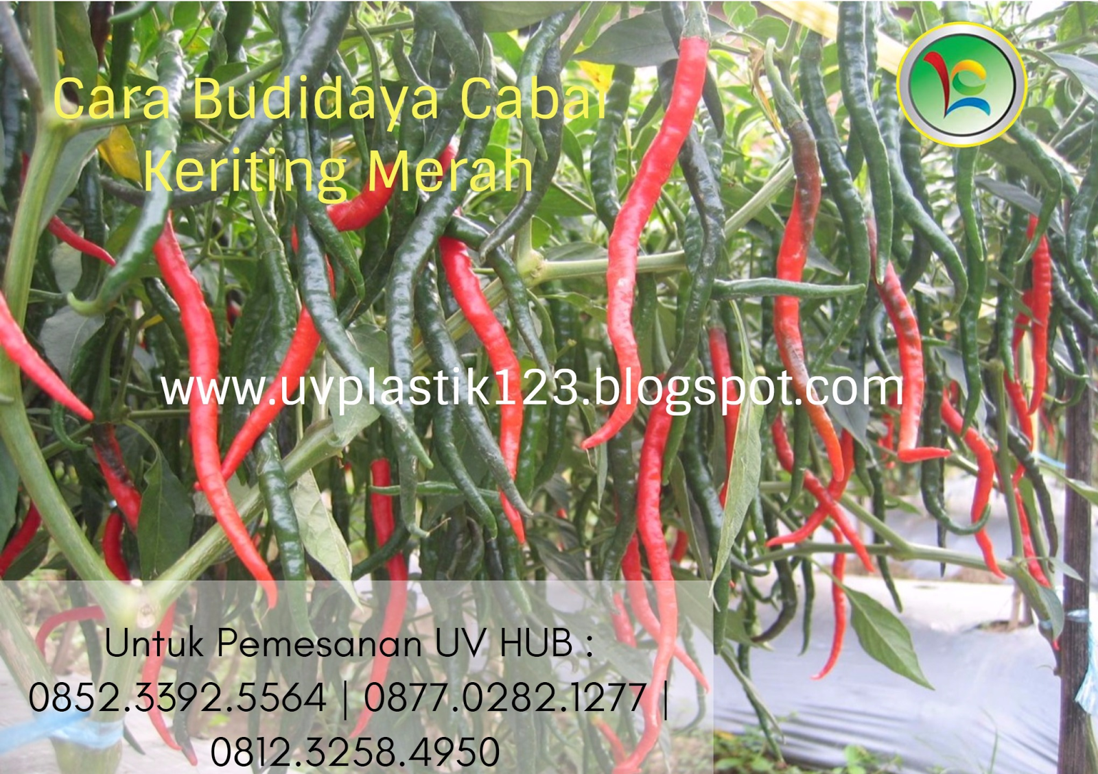 contoh proposal budidaya cabe keriting