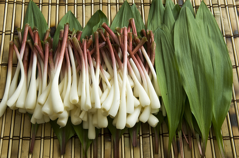 The 3 Foragers Foraging for Wild, Natural, Organic Food Ramps Recipe