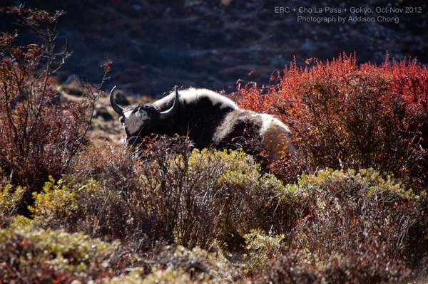 Yaks are busy looking for breakfast in the bush.