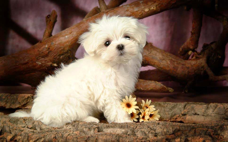 Cute Puppies and Dogs Images - Duul Wallpaper