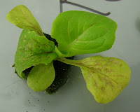 Managing Plant Nutrients: Potassium chloride - the most common potash
